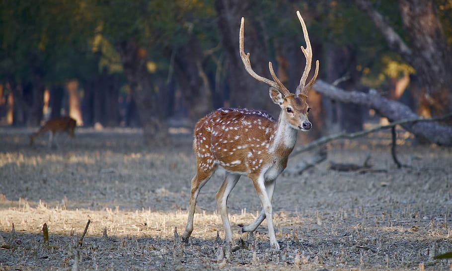 Sundarban Tour