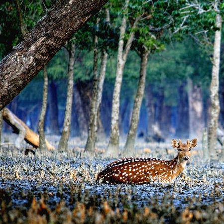 Nijhum Tour and Travels